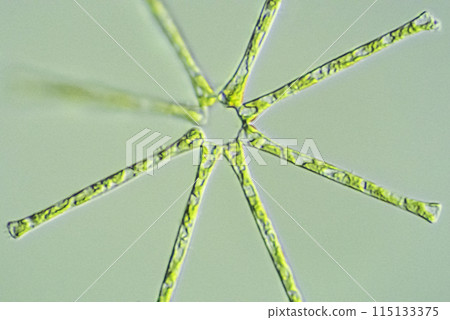Diatom Star-shaped diatom 115133375