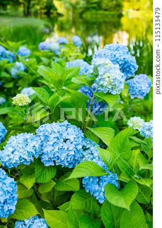 藍色繡球花 藍色繡球花 115133479