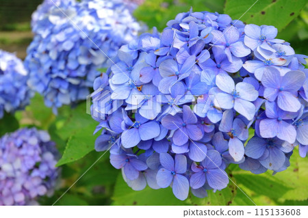 hydrangea flower hydrangea flower 115133608