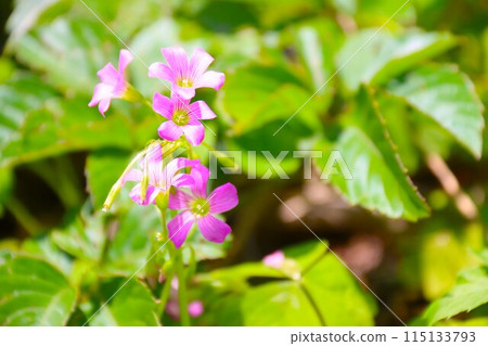 Pretty pink purple wood sorrel blooming in the woods of Moroyama Town 115133793