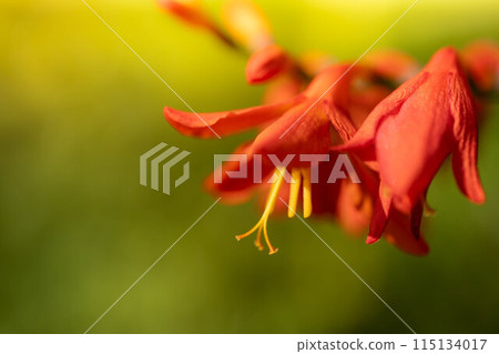 色彩鮮豔的水仙花 色彩鮮豔的水仙花 115134017