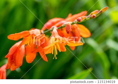 色彩鮮豔的水仙花 115134019