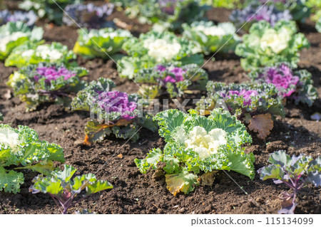 Peony leaves in a flower field 115134099