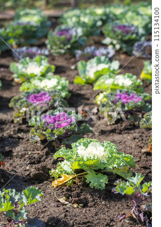 花園裡的葉牡丹 115134100