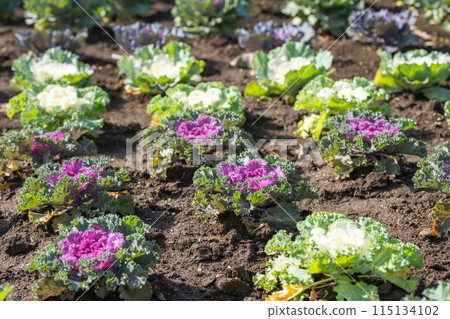 Peony leaves in a flower field 115134102