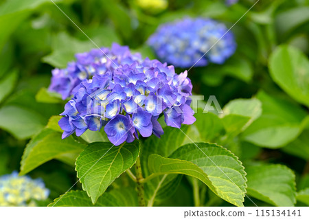 Blue hydrangea 115134141