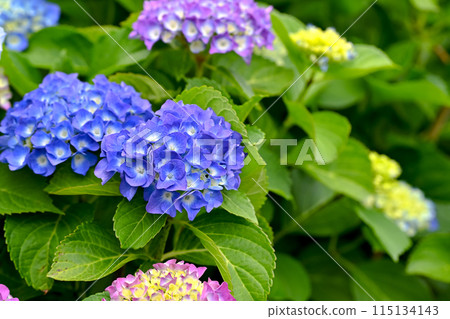 Blue hydrangea 115134143