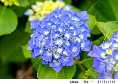 藍色繡球花 藍色繡球花 115134146
