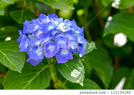 Blue hydrangea 115134148