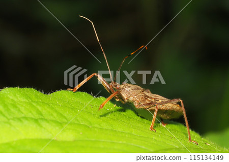 Giant tortoise (female) 115134149