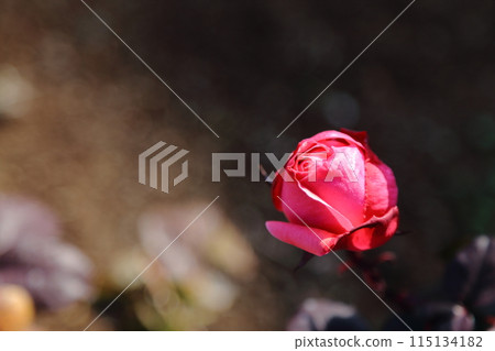 Arao City Ominous Citizen Flower Bed Rose Flower, Arao City Ominous Citizen Flower Bed Rose Flower, 115134182