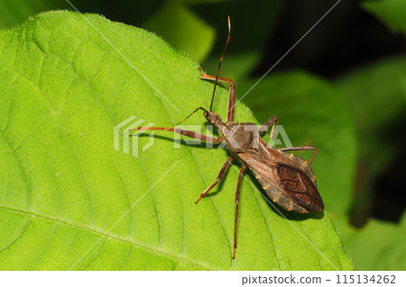 Giant tortoise (female) Giant tortoise (female) 115134262
