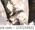 Brown-eared bulbul perching on cherry blossoms 115134422