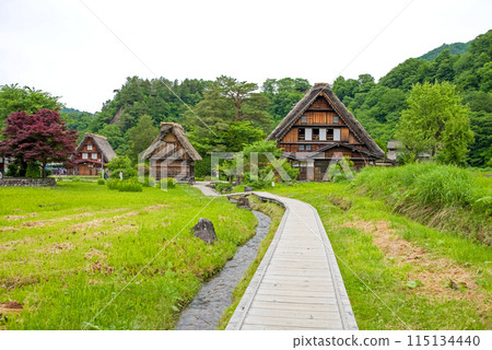 世界遺產白川鄉合掌造村初夏時節及田家 115134440