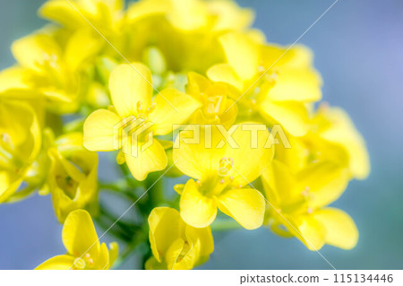 春天的藍天和油菜花 春天的藍天和油菜花 115134446