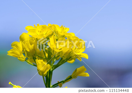 春天的藍天和油菜花 春天的藍天和油菜花 115134448