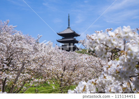 Kyoto: Omurozakura and five-story pagoda at Ninnaji Temple 115134451