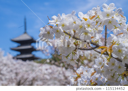 京都仁和寺的大室櫻和五層寶塔 115134452