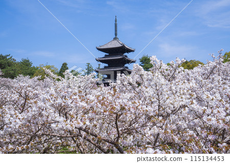 京都仁和寺的大室櫻和五層寶塔 115134453