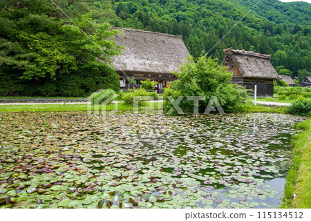 世界遺產白川鄉合掌造村初夏時節及田家 世界遺產白川鄉合掌造村初夏時節及田家 115134512