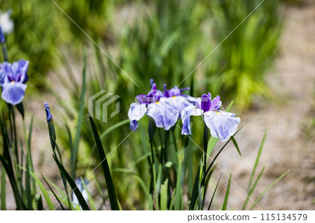 埼玉縣埼玉市染谷菖蒲花園 埼玉縣埼玉市染谷菖蒲花園 115134579