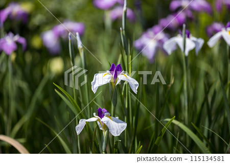 埼玉縣埼玉市染谷菖蒲花園 埼玉縣埼玉市染谷菖蒲花園 115134581