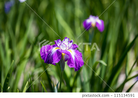 埼玉縣埼玉市染谷菖蒲花園 埼玉縣埼玉市染谷菖蒲花園 115134591