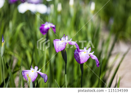 埼玉縣埼玉市染谷菖蒲花園 115134599