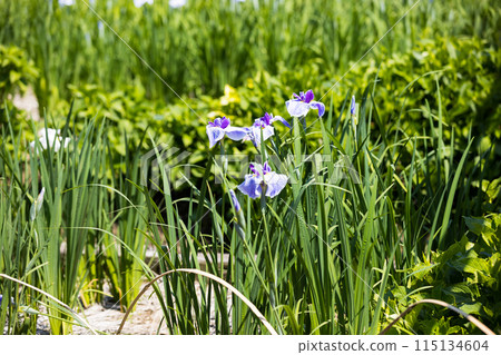 Someya Iris Garden, Saitama City, Saitama Prefecture Someya Iris Garden, Saitama City, Saitama Prefecture 115134604