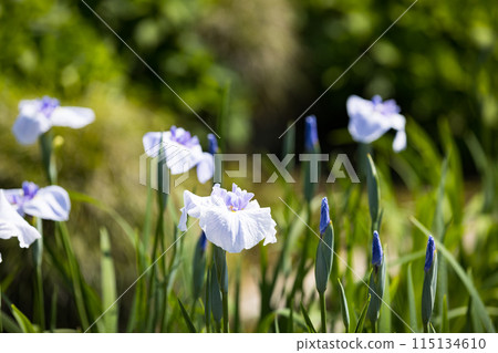 Someya Iris Garden, Saitama City, Saitama Prefecture 115134610