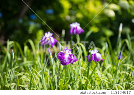 埼玉縣埼玉市染谷菖蒲花園 埼玉縣埼玉市染谷菖蒲花園 115134617