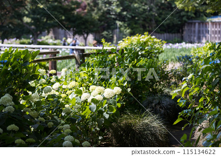 埼玉縣埼玉市染谷菖蒲花園 115134622