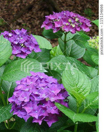 紫色繡球花 115134666