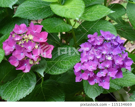 Hydrangea Hydrangea 115134669
