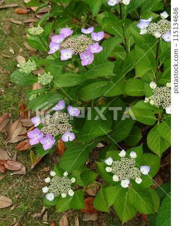 淺紫色的額頭繡球花 淺紫色的額頭繡球花 115134686