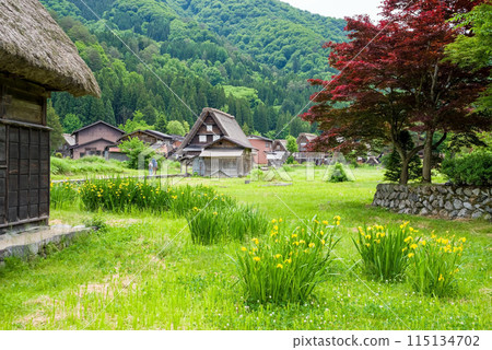 世界遺產白川鄉合掌造村初夏時節 115134702