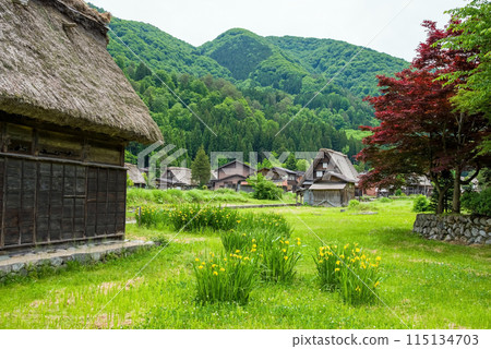 世界遺產白川鄉合掌造村初夏時節 115134703