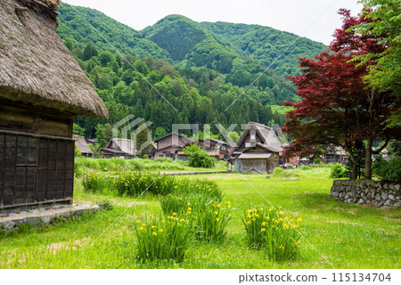 世界遺產白川鄉合掌造村初夏時節 世界遺產白川鄉合掌造村初夏時節 115134704