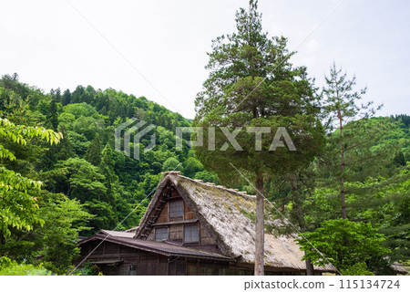 World Heritage Site Shirakawa-go Gassho-style Village Early Summer Season 115134724