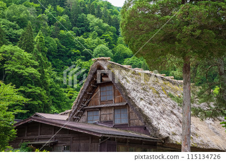 世界遺產白川鄉合掌造村初夏時節 115134726