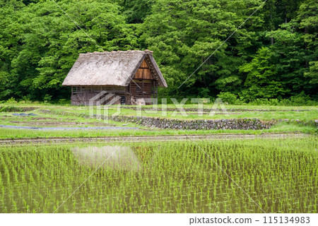 世界遺產白川鄉插秧後的景色 115134983