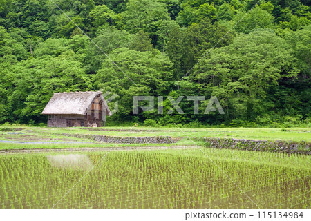 Scenery of the World Heritage site of Shirakawa-go after rice planting 115134984