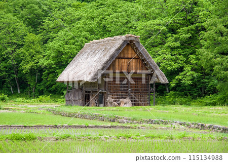 Scenery of the World Heritage site of Shirakawa-go after rice planting 115134988