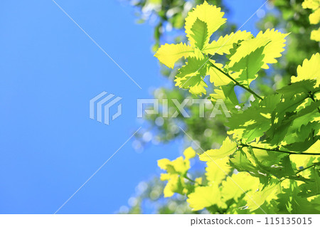 Blue sky and young leaves 115135015