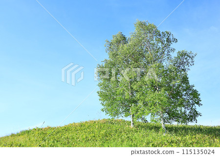 A refreshing early summer scene in Hokkaido 115135024
