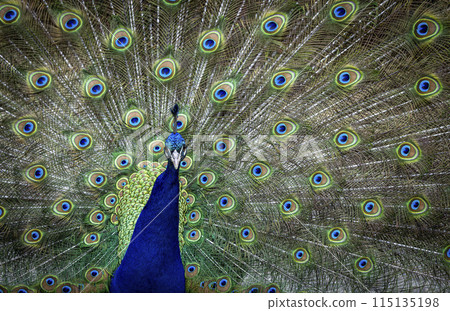Close up peacock bird 115135198