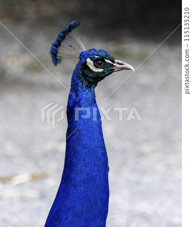 Close up peacock bird 115135210