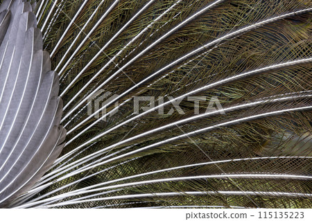 Close up peacock bird Close up peacock bird 115135223