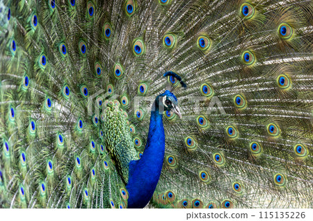 Close up peacock bird Close up peacock bird 115135226