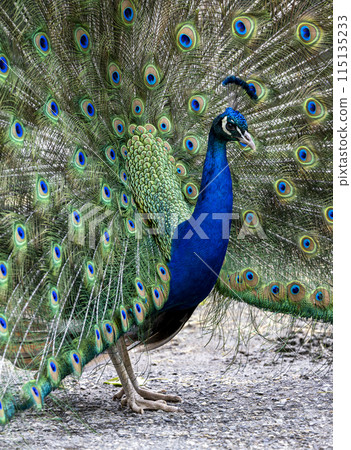 Close up peacock bird Close up peacock bird 115135233